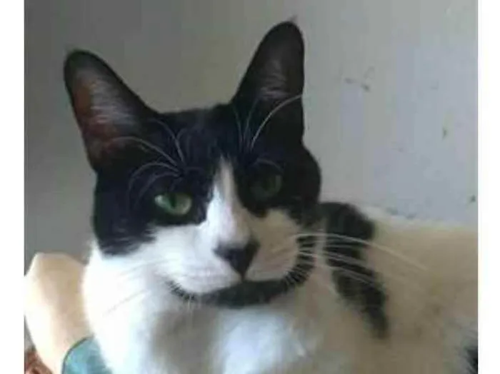 Gato ra a srd frajolinha  idade 2 anos nome FILÓ