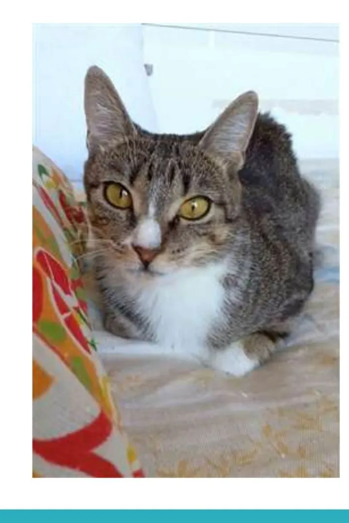 Gato raça srd tigradinha idade 1 ano nome BELINHA 