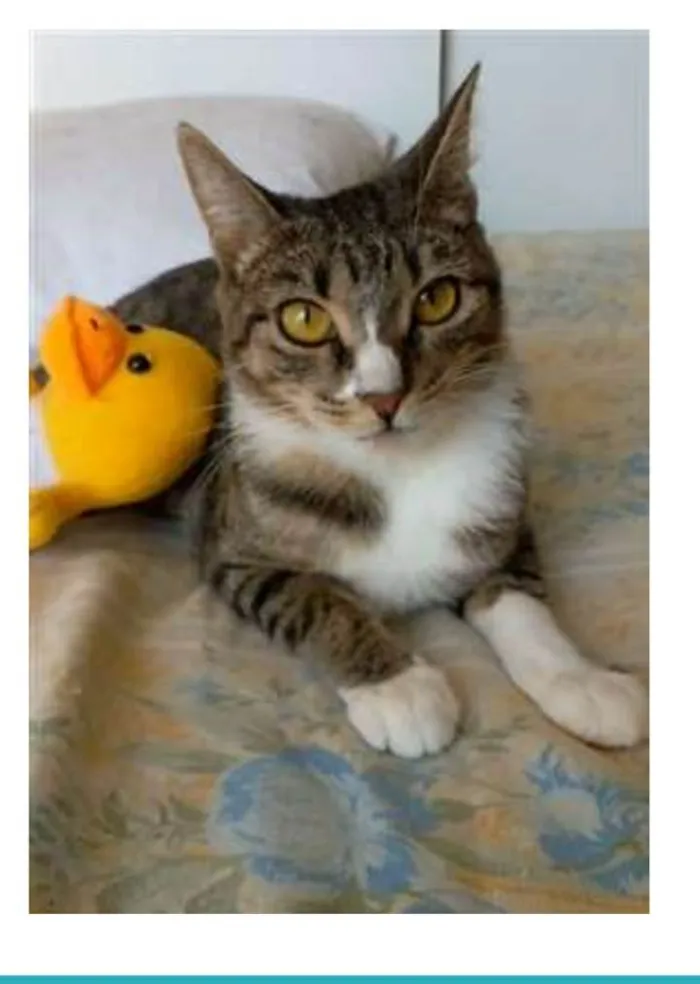 Gato raça srd tigradinha idade 1 ano nome BELINHA 