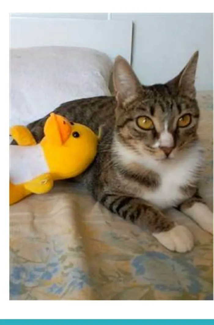 Gato raça srd tigradinha idade 1 ano nome BELINHA 