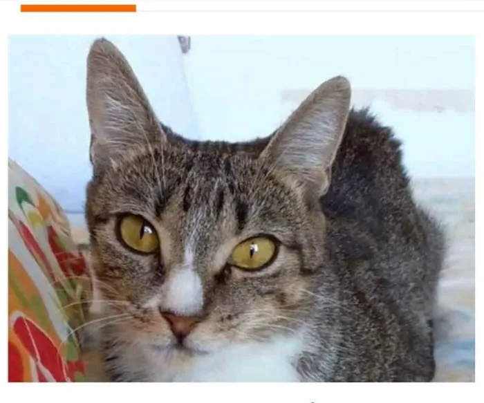 Gato raça srd tigradinha idade 1 ano nome BELINHA 