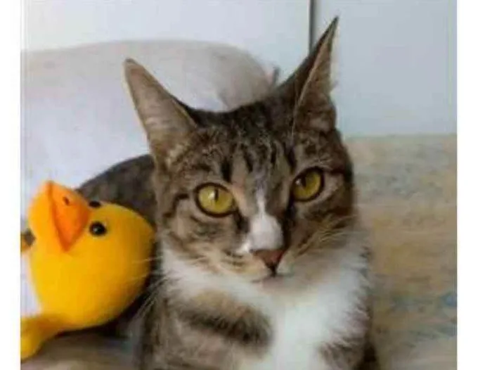 Gato raça srd tigradinha idade 1 ano nome BELINHA 