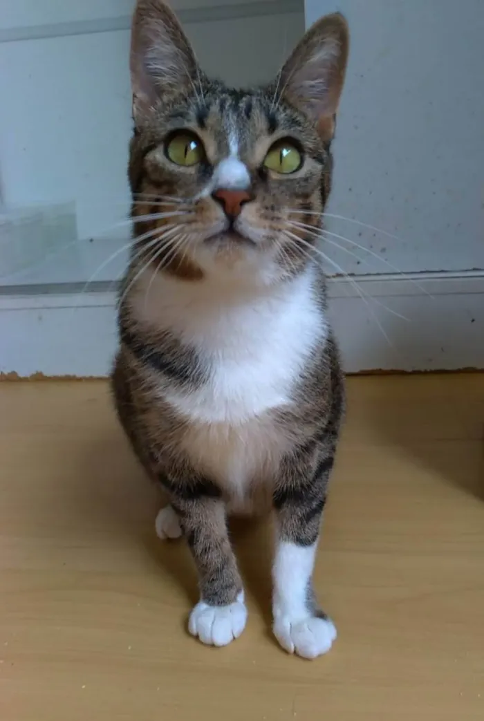 Gato raça srd tigradinha idade 1 ano nome BELINHA 