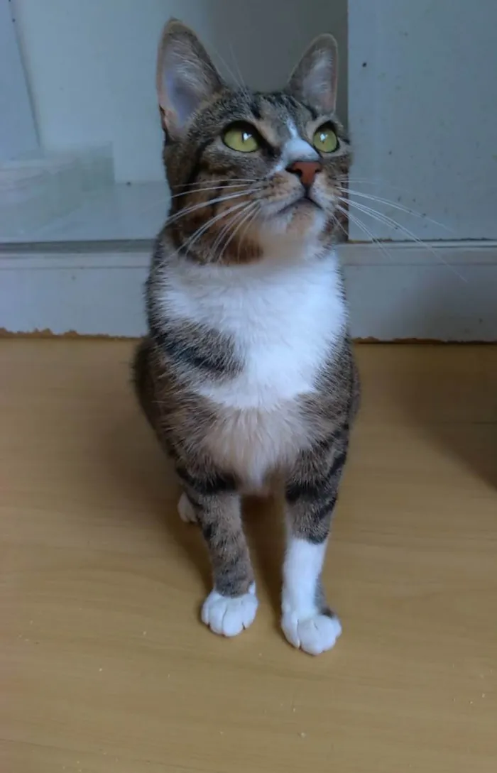 Gato raça srd tigradinha idade 1 ano nome BELINHA 
