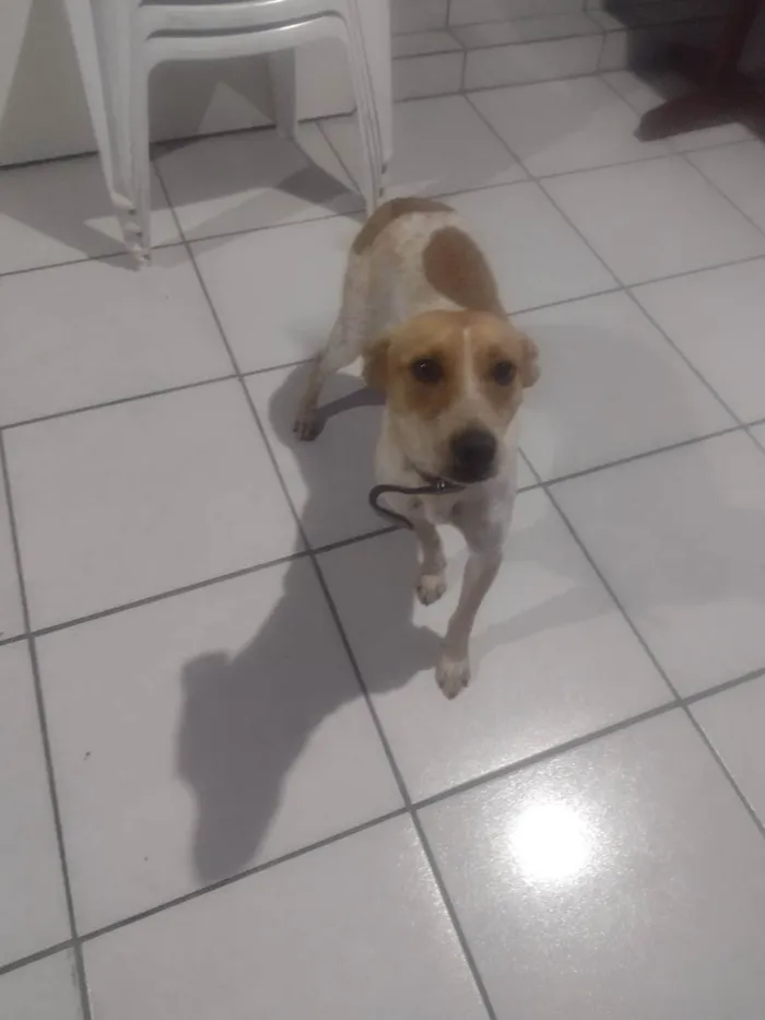 Cachorro ra a Virá lata  idade 2 a 6 meses nome Pricila