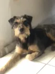 Bigode 