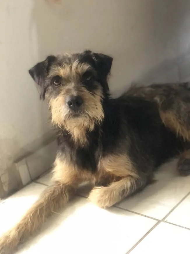 Cachorro raça Não sei idade 3 anos nome Bigode 