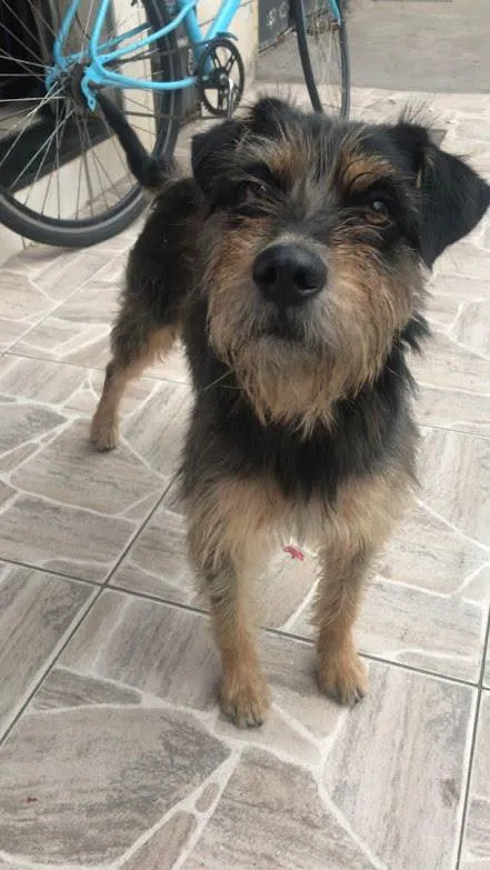 Cachorro raça Não sei idade 3 anos nome Bigode 