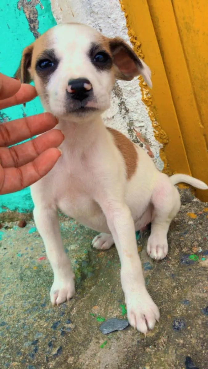 Cachorro raça RND idade Abaixo de 2 meses nome N