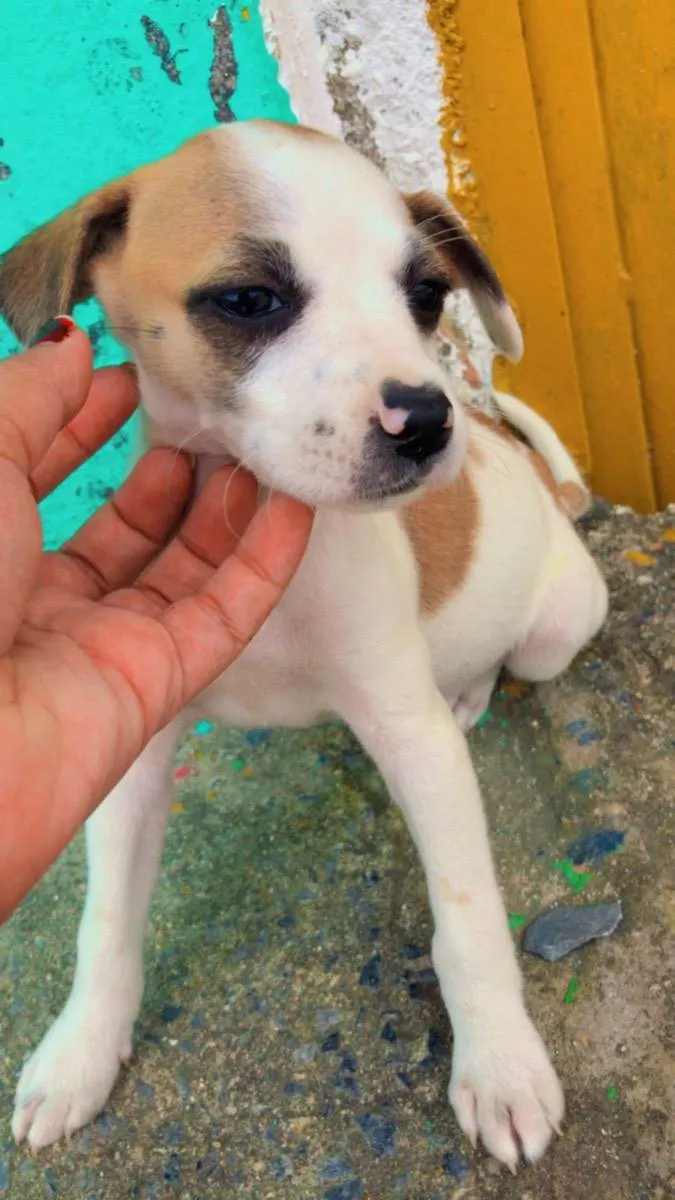 Cachorro raça RND idade Abaixo de 2 meses nome N