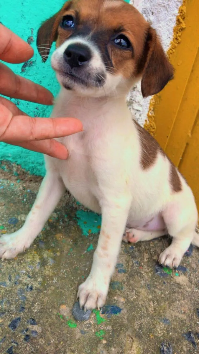 Cachorro raça RND idade Abaixo de 2 meses nome N