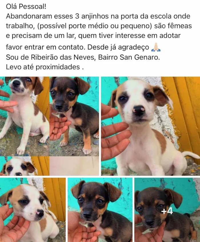 Cachorro raça RND idade Abaixo de 2 meses nome N