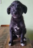 Apolo