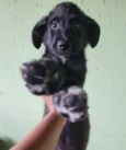 Apolo