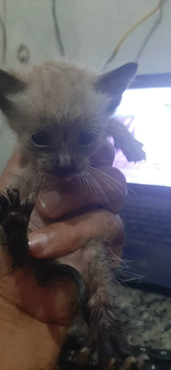 Gato ra a Normal idade Abaixo de 2 meses nome Gatinho