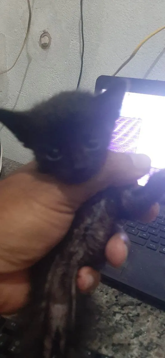 Gato ra a Normal idade Abaixo de 2 meses nome Gatinho