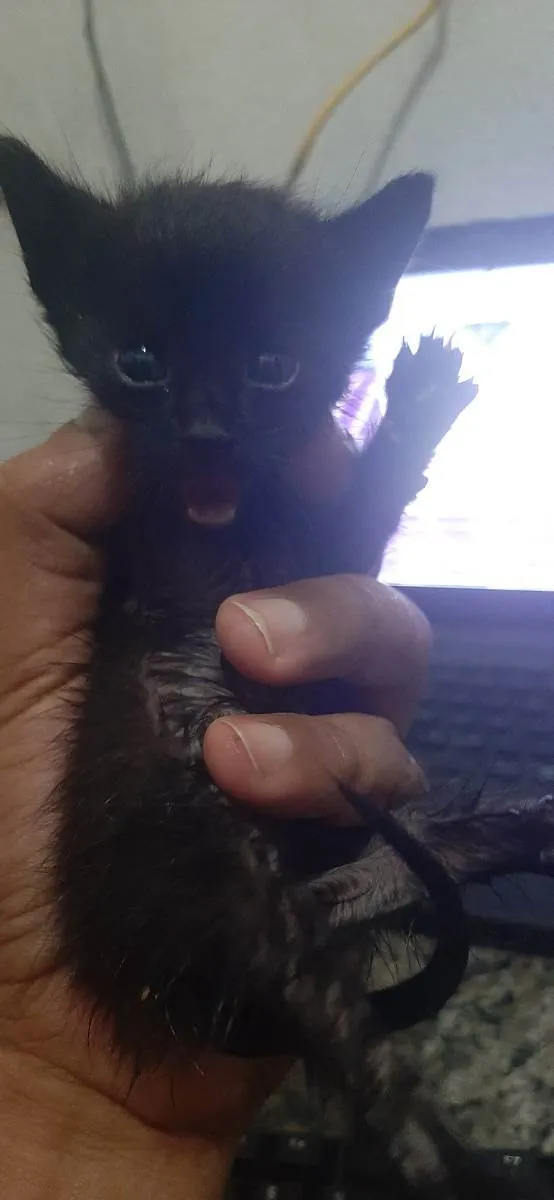 Gato ra a Normal idade Abaixo de 2 meses nome Gatinho