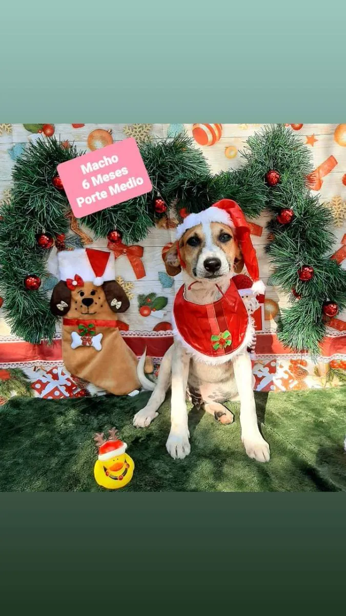 Cachorro raça Srd idade 2 a 6 meses nome Felipe 