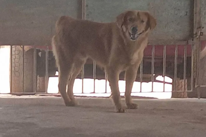 Cachorro ra a Não devinida idade 1 ano nome Fred