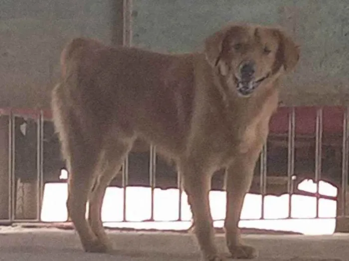 Cachorro ra a Não devinida idade 1 ano nome Fred