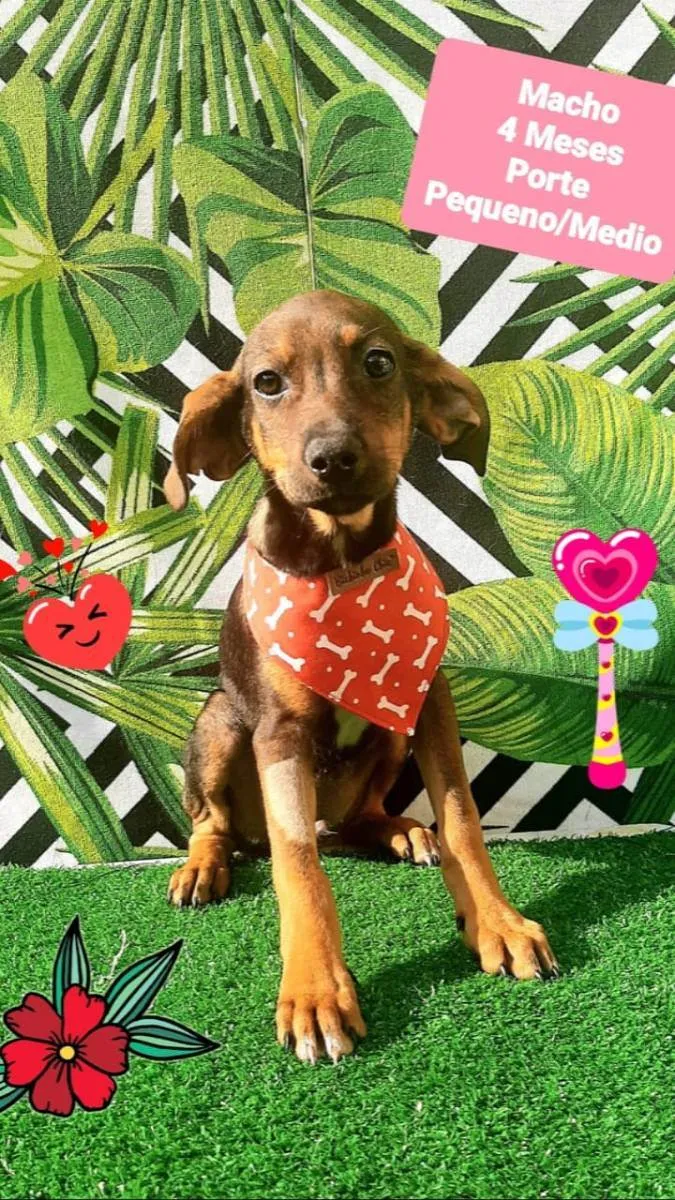 Cachorro raça Srd idade 2 a 6 meses nome Tico 