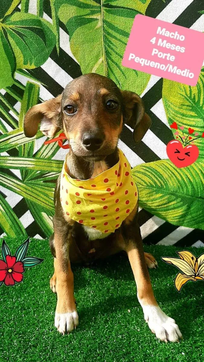 Cachorro raça Srd idade 2 a 6 meses nome Teco