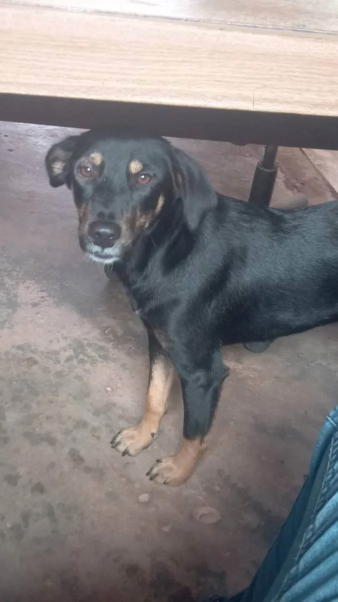 Cachorro ra a  idade Abaixo de 2 meses nome Lesse