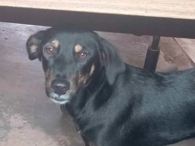 Cachorro ra a  idade Abaixo de 2 meses nome Lesse