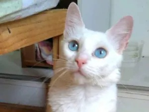 Gato raça srd idade 2 a 6 meses nome MAITÊ 