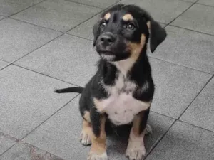 Cachorro raça SRD idade Abaixo de 2 meses nome Filhote macho 1