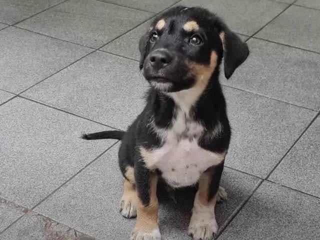 Cachorro ra a SRD idade Abaixo de 2 meses nome Filhote macho 1