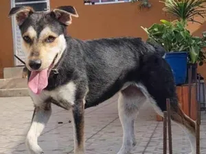 Cachorro raça Srd idade 1 ano nome Catarina