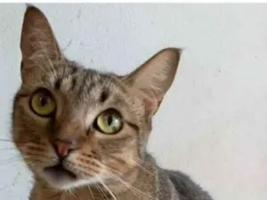 Gato raça srd tigradinha idade 1 ano nome NALA