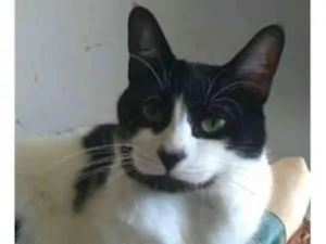 Gato raça srd frajolinha  idade 2 anos nome FILÓ
