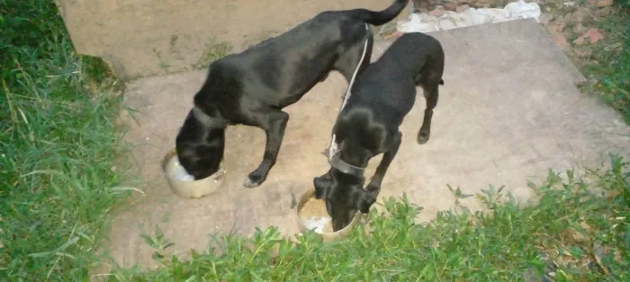 Cachorro ra a Labrador idade 2 anos nome Tauros