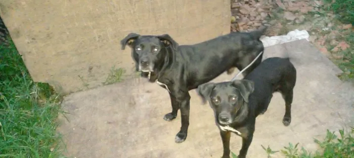 Cachorro ra a Labrador idade 2 anos nome Tauros