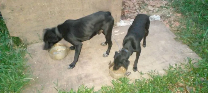 Cachorro ra a Labrador idade 2 anos nome Tauros