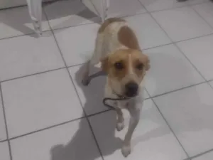 Cachorro raça Virá lata  idade 2 a 6 meses nome Pricila