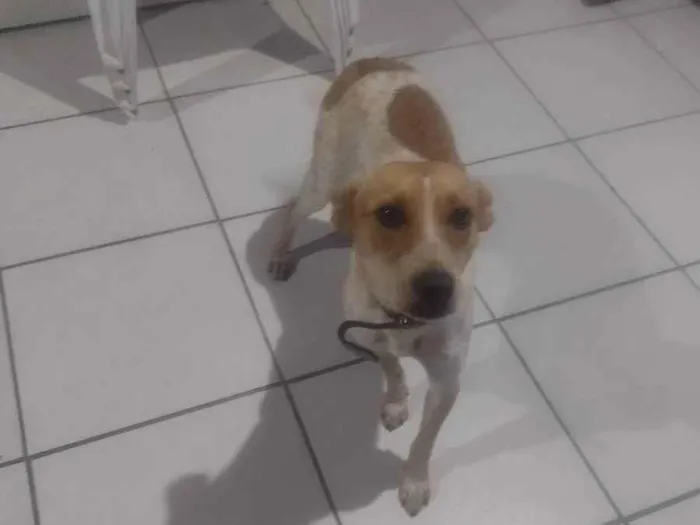 Cachorro ra a Virá lata  idade 2 a 6 meses nome Pricila