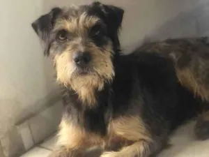 Cachorro raça Não sei idade 3 anos nome Bigode 