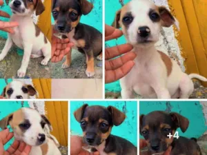 Cachorro raça RND idade Abaixo de 2 meses nome N
