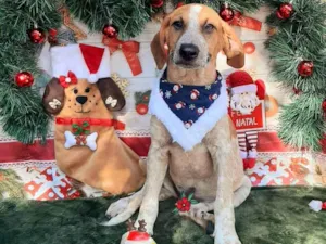 Cachorro raça Srd idade 2 a 6 meses nome Maike 