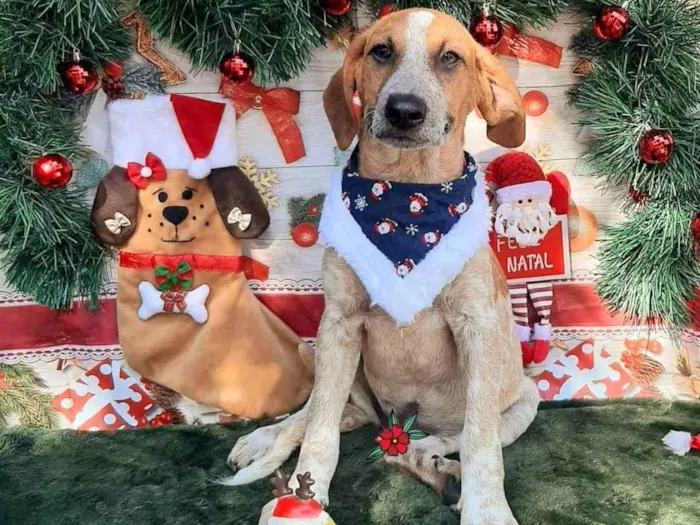 Cachorro raça Srd idade 2 a 6 meses nome Maike 