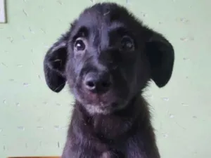 Cachorro raça Sem raça idade 2 a 6 meses nome Apolo
