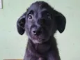 Apolo