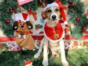 Cachorro raça Srd idade 2 a 6 meses nome Felipe 