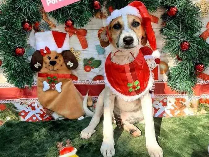 Cachorro raça Srd idade 2 a 6 meses nome Felipe 