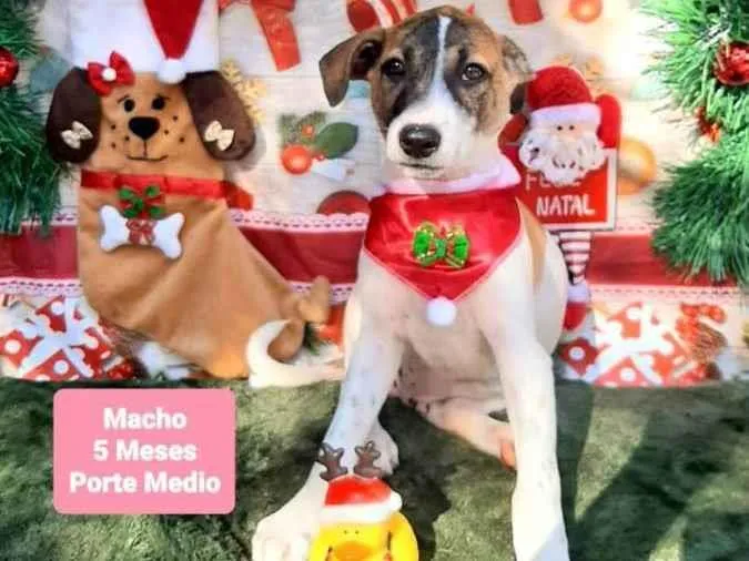 Cachorro raça Srd idade 2 a 6 meses nome Tobe