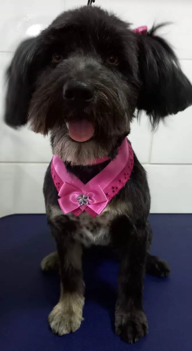 Cachorro ra a  idade 1 ano nome Bebel
