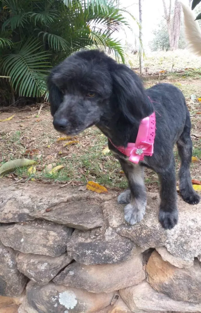 Cachorro ra a  idade 1 ano nome Bebel